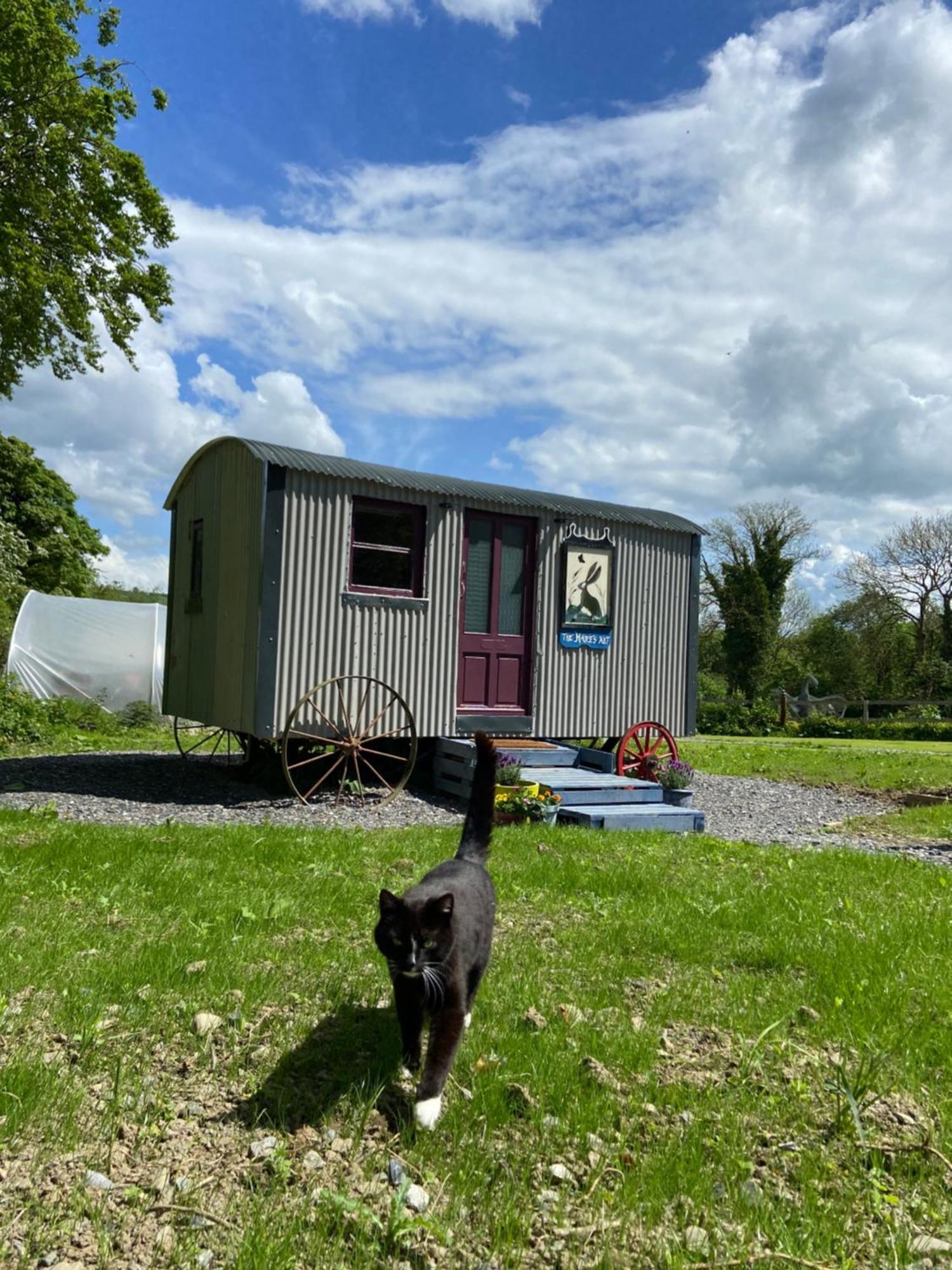 The Hares Hut At Carrigeen Glamping Kilkenny Exteriér fotografie